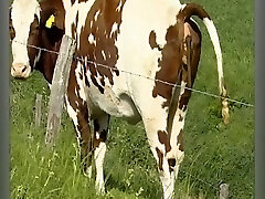 Der Sadisten-Zirkel 11 (Full Video)