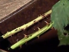 la beauté allemande interrogée