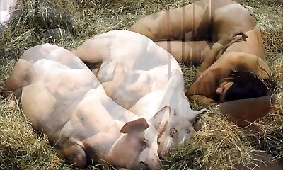 видеоклип-disliker свиньи