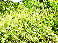 Mesmeriza compilation 12 Island of Oblivion Mesmeriza compilation 12 Island of Oblivion