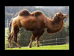 Cameltoe chanson