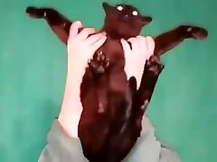 Fat mfc friskyantelope fucks his cat girlfriend and throw her on the bed