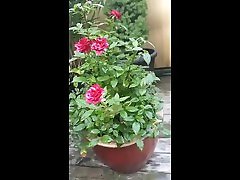 NAUGHTY GIRL WATERS ROSES WITH PISS AND QUIETLY FUCKS HERSELF ON PATIO