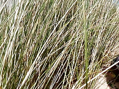 Abruptly a Stranger sneaks up and starts Touching my hairy Pussy on the Beach
