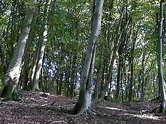 Horny in the woods the horny BBW milf fucked Part 1