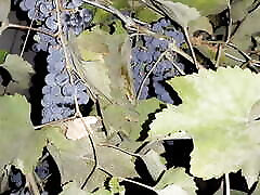 My neighbor thanked me for the grapes with julia jau jav - Lesbian-illusion