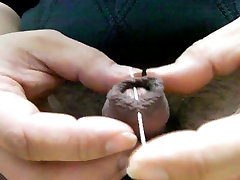 foreskin Skewered foreskin Skewered