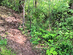 Red breasts in the forest