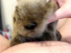 closeup koala wife humilates husband femdom cum