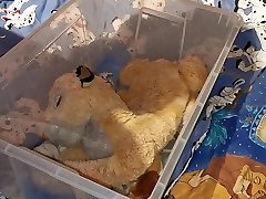 lioness sex and xxx big boobs piss